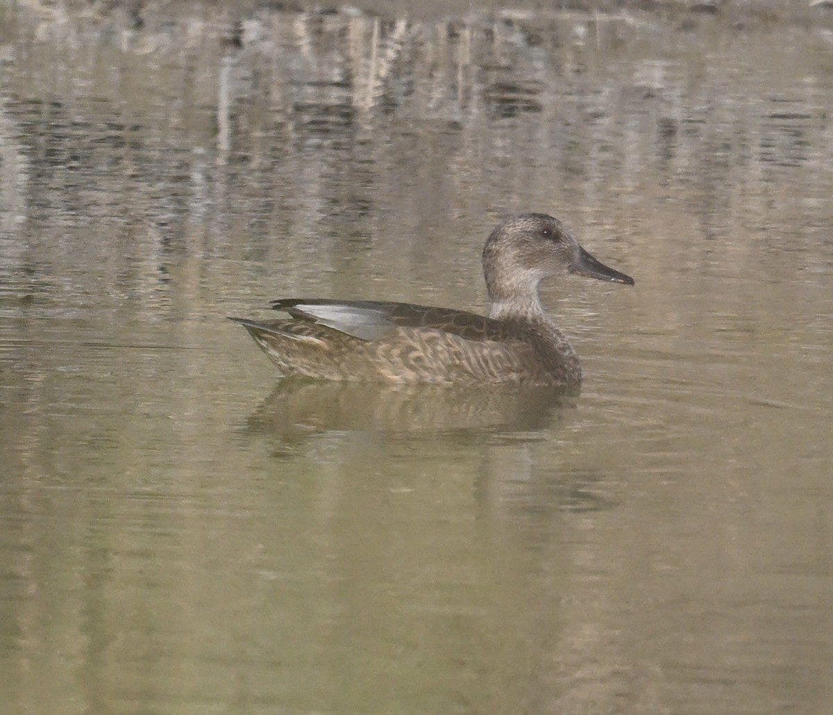 Canard chipeau - ML644566957