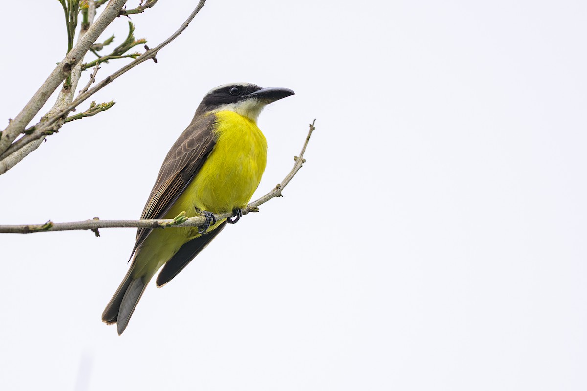 Boat-billed Flycatcher - ML644566960