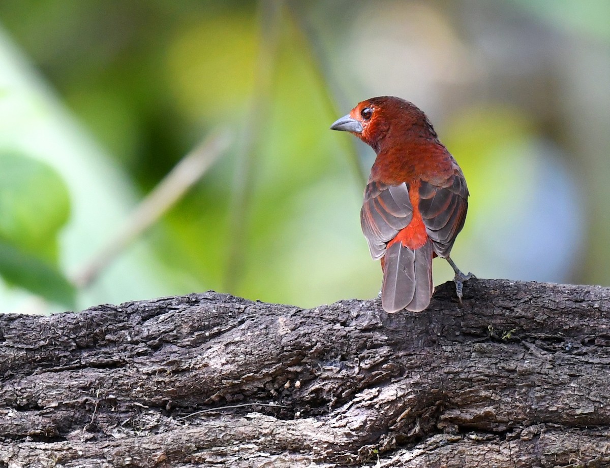 Tangara du Huallaga - ML644566962