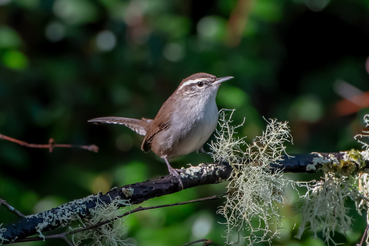 Длиннохвостый крапивник - ML644566963