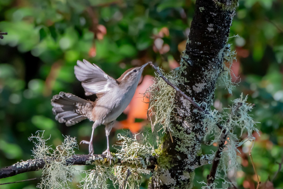 Длиннохвостый крапивник - ML644566964