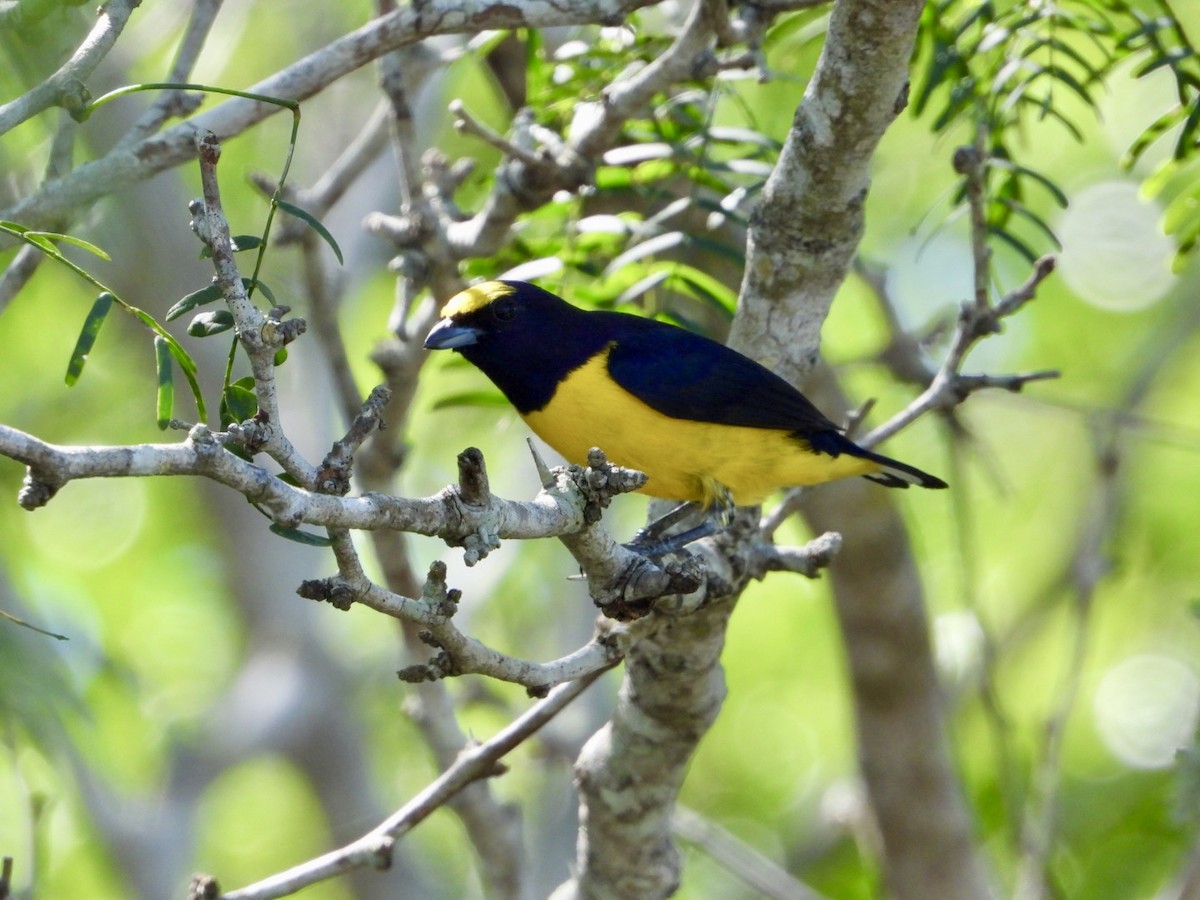 Organiste de brousse - ML644566974