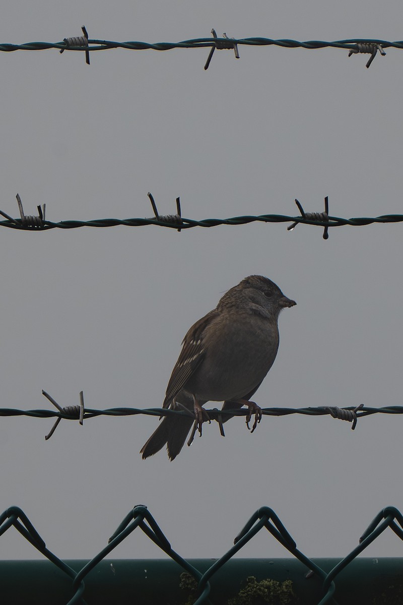 キガシラシトド - ML644566983