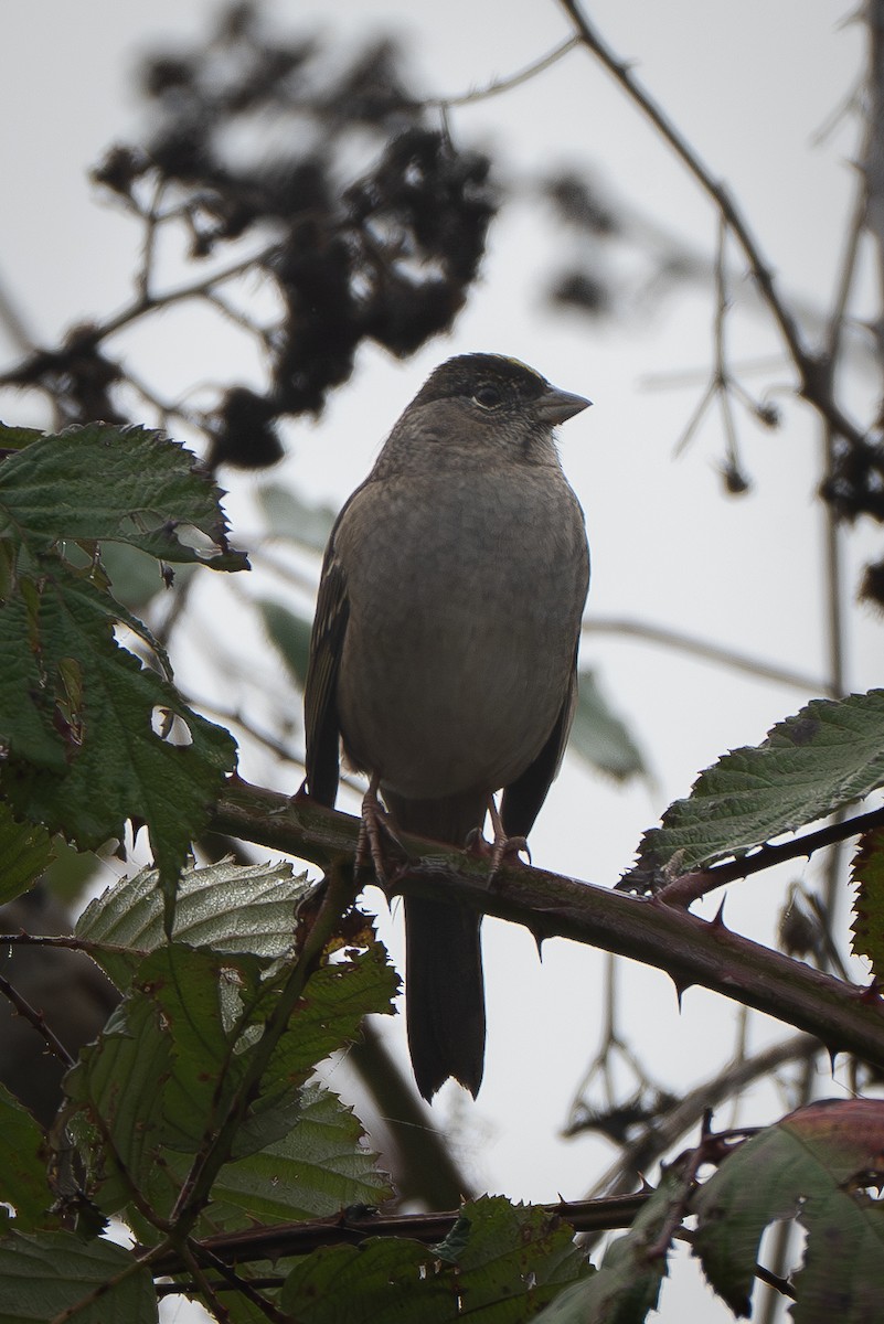 キガシラシトド - ML644566987