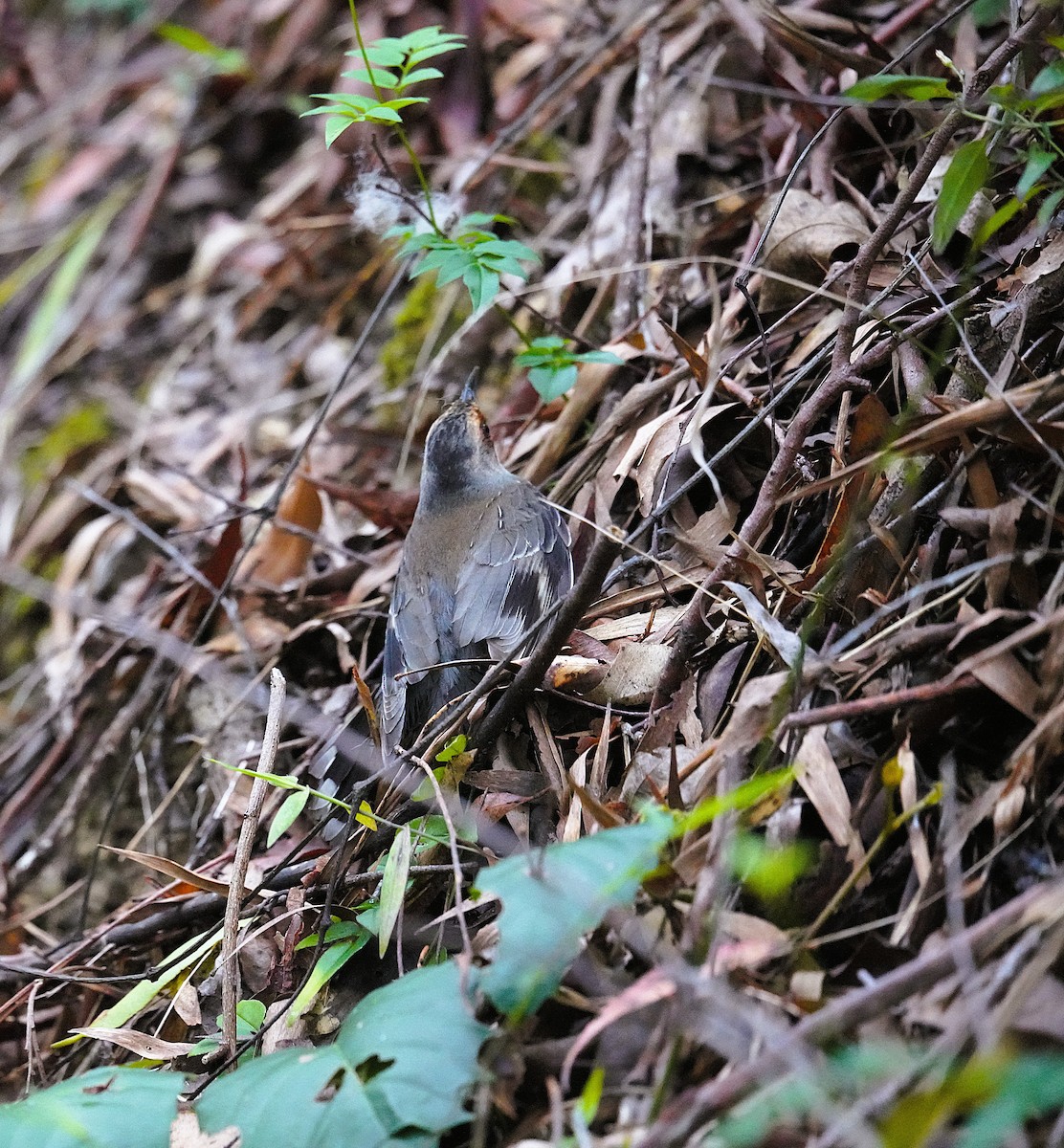 Red-browed Treecreeper - ML644566989