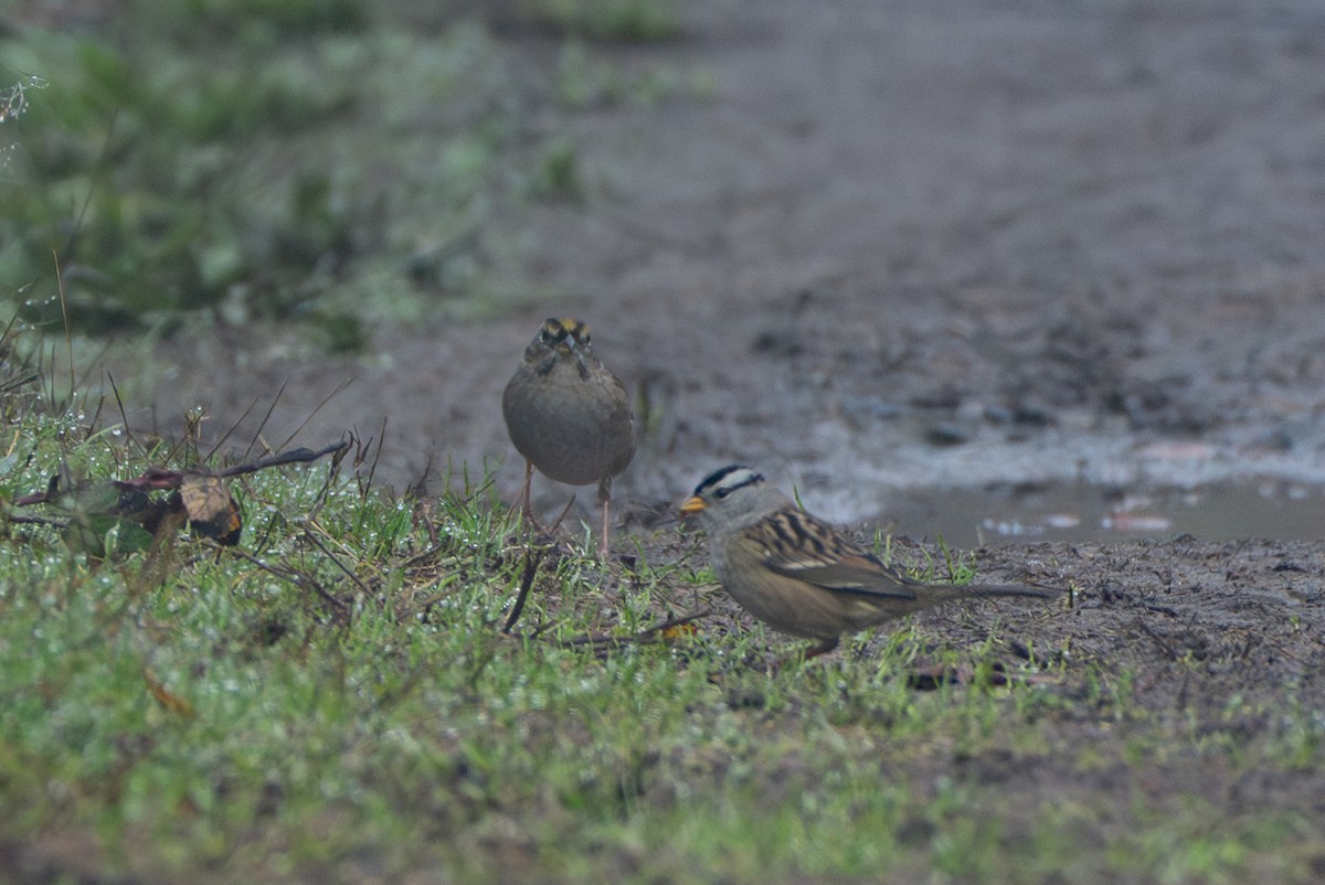 ミヤマシトド - ML644566998