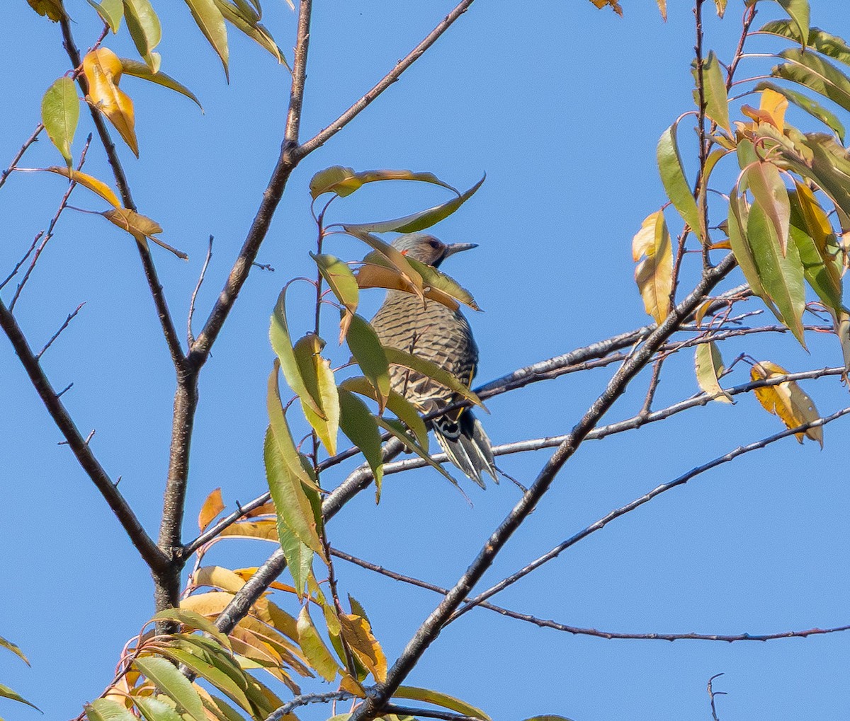 Northern Flicker - ML644567001