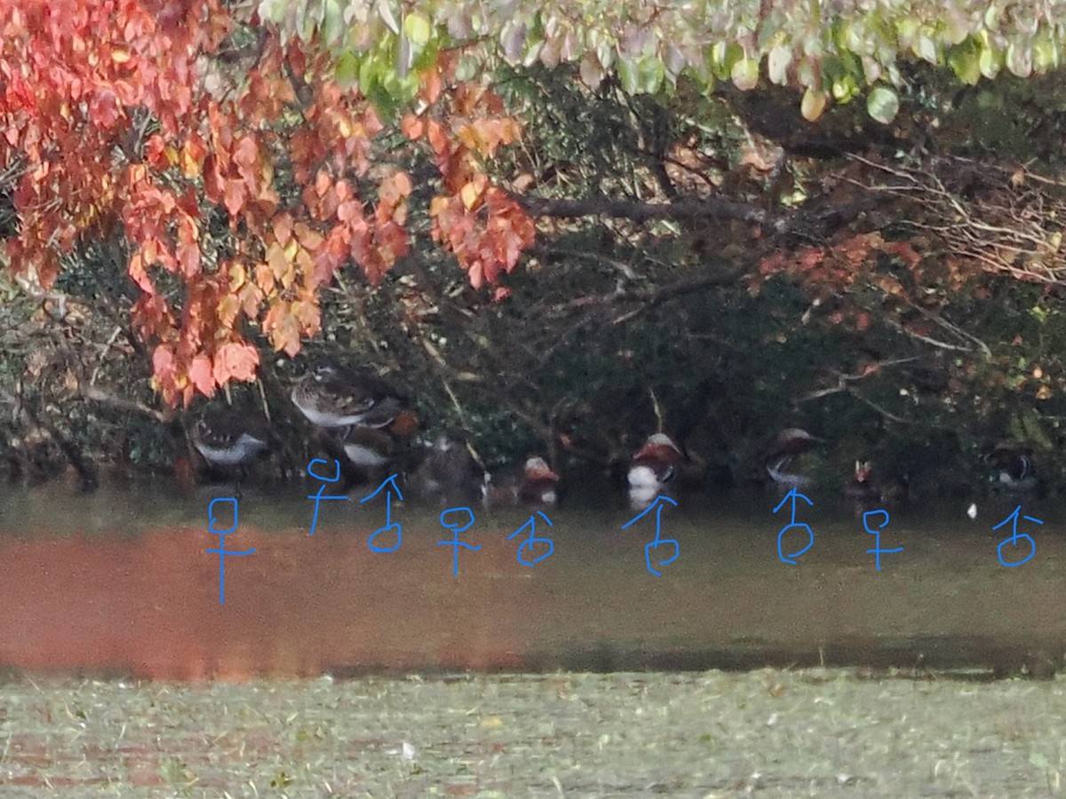 オシドリ - ML644567002