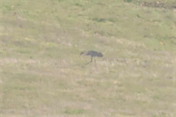 カナダヅル - ML644567003