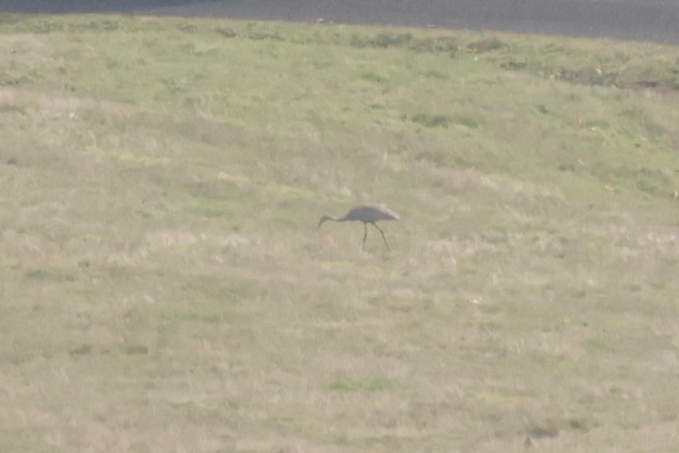 カナダヅル - ML644567004