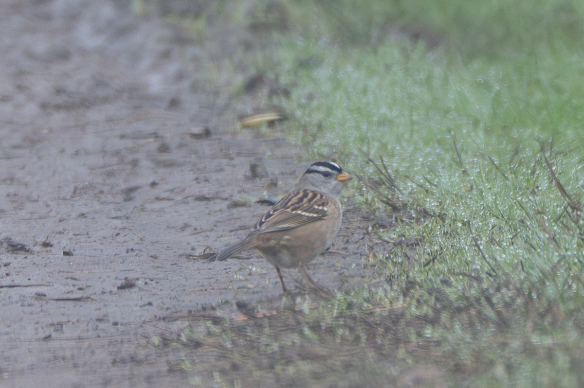 ミヤマシトド - ML644567008