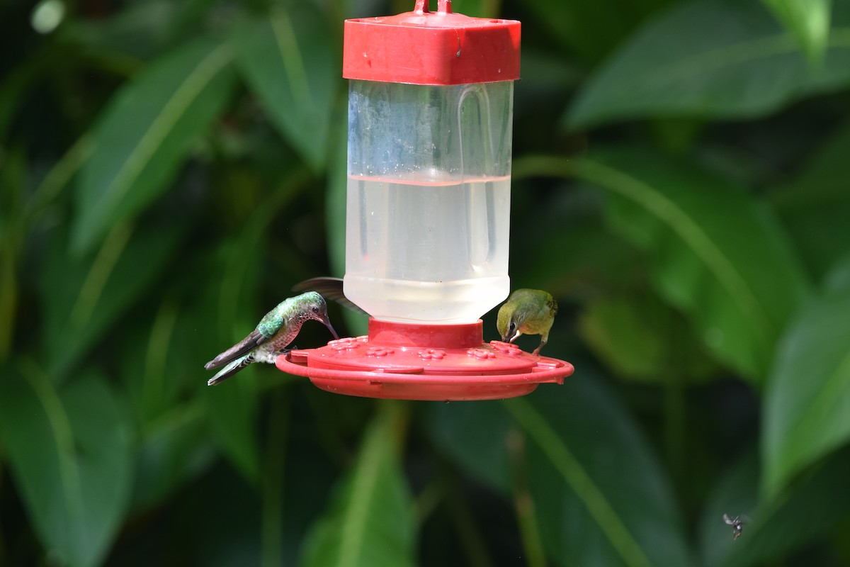 Weißnackenkolibri - ML644567010