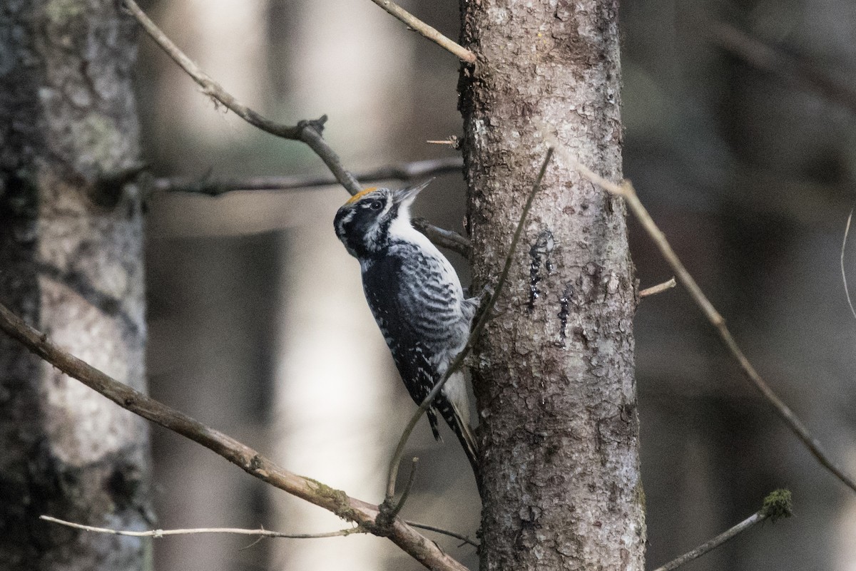 American Three-toed Woodpecker - ML644567012