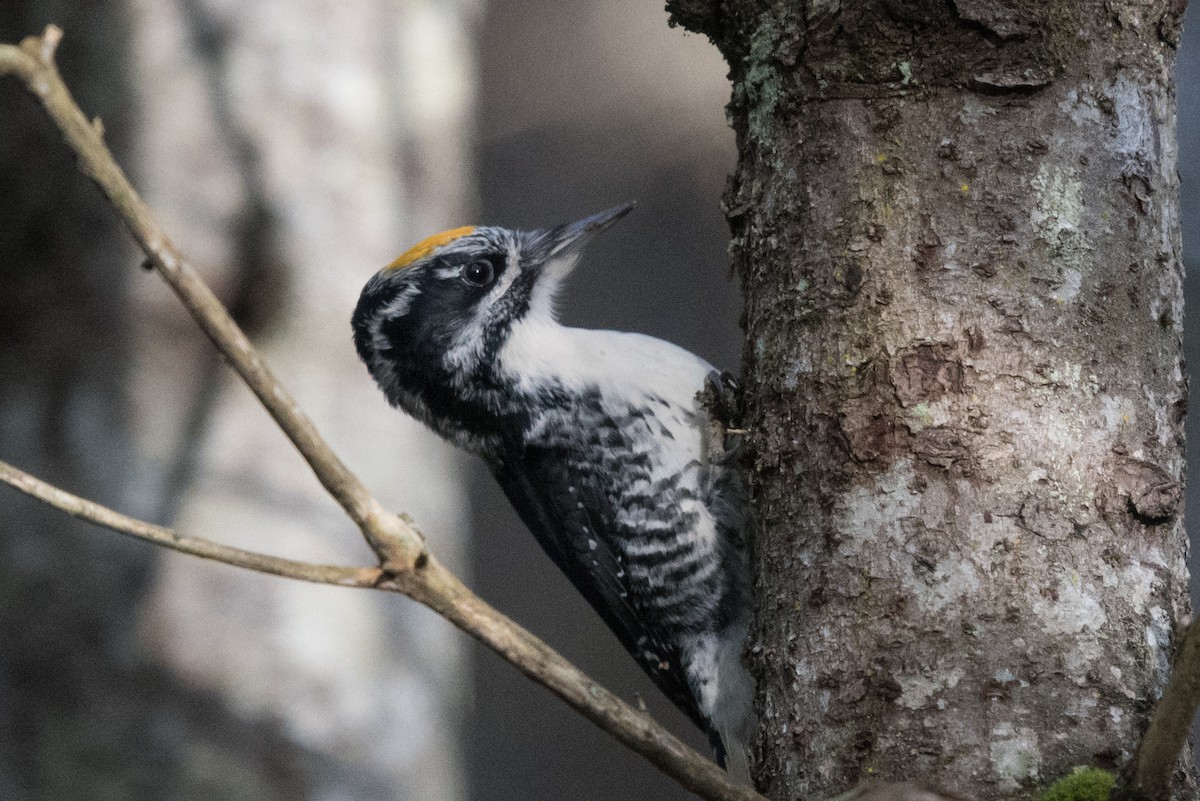 American Three-toed Woodpecker - ML644567014