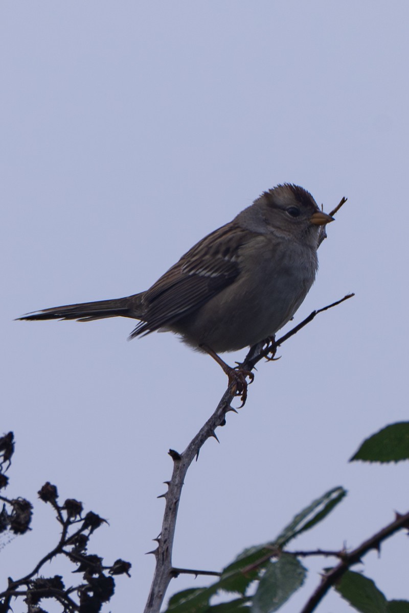 ミヤマシトド - ML644567015