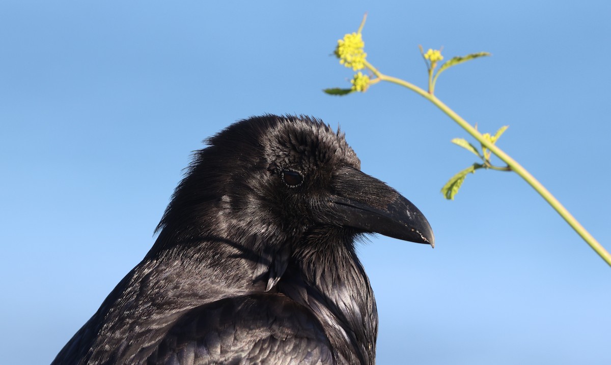 Ворон - ML644567017