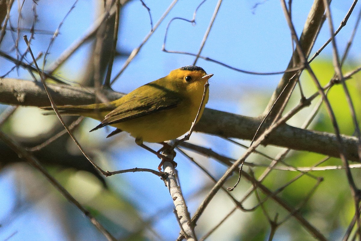 Wilson's Warbler - ML644567021