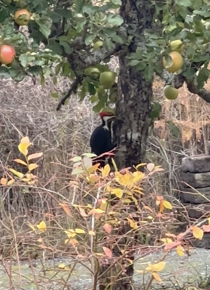Pileated Woodpecker - ML644567029
