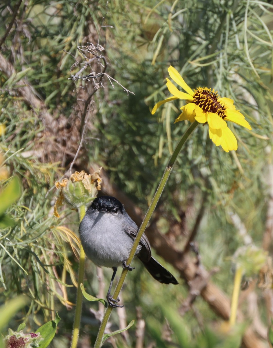 California Gnatcatcher - ML644567036