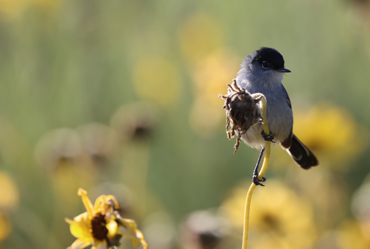 California Gnatcatcher - ML644567038