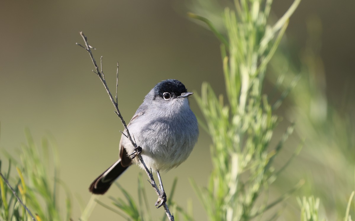 California Gnatcatcher - ML644567041