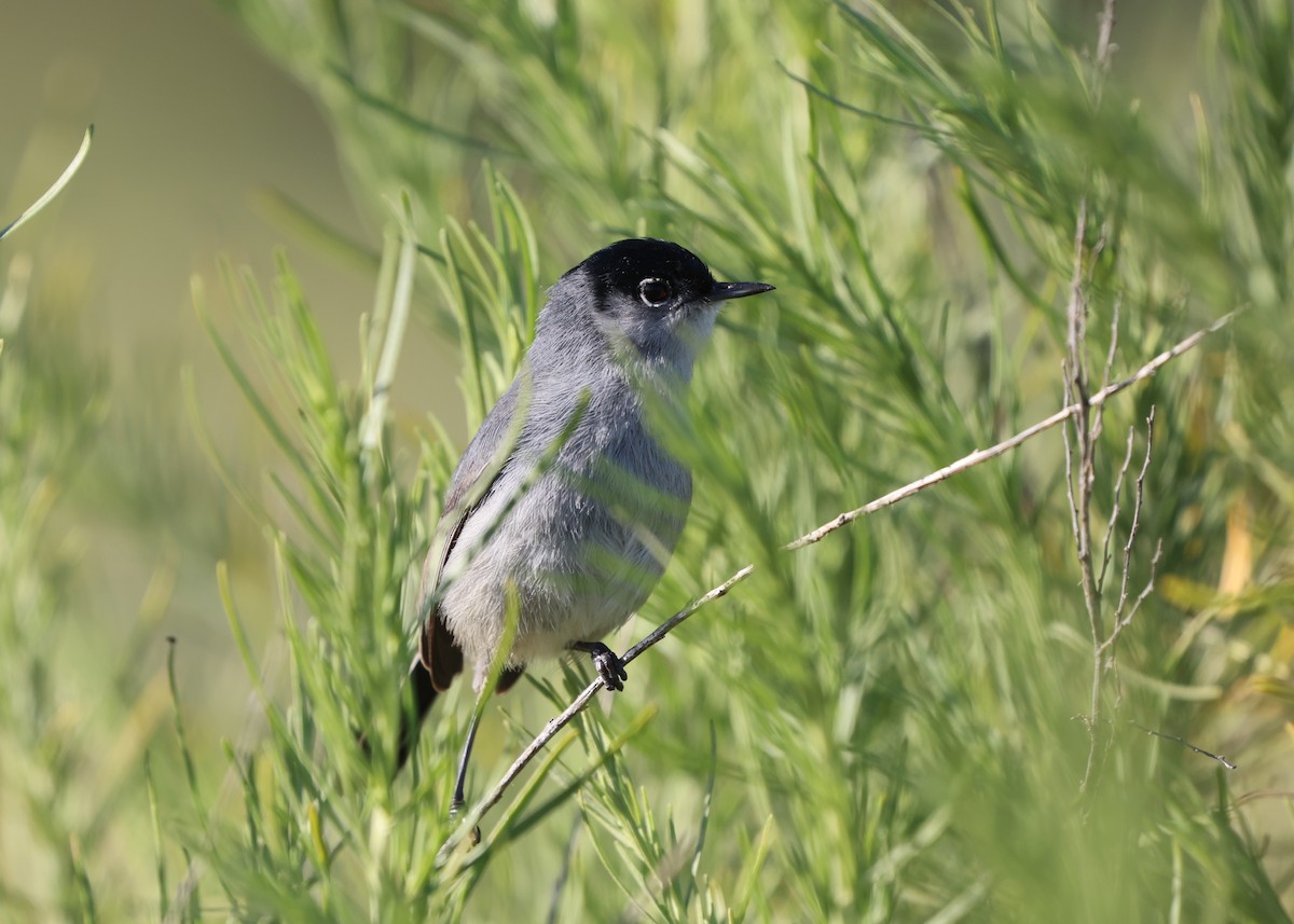 California Gnatcatcher - ML644567042