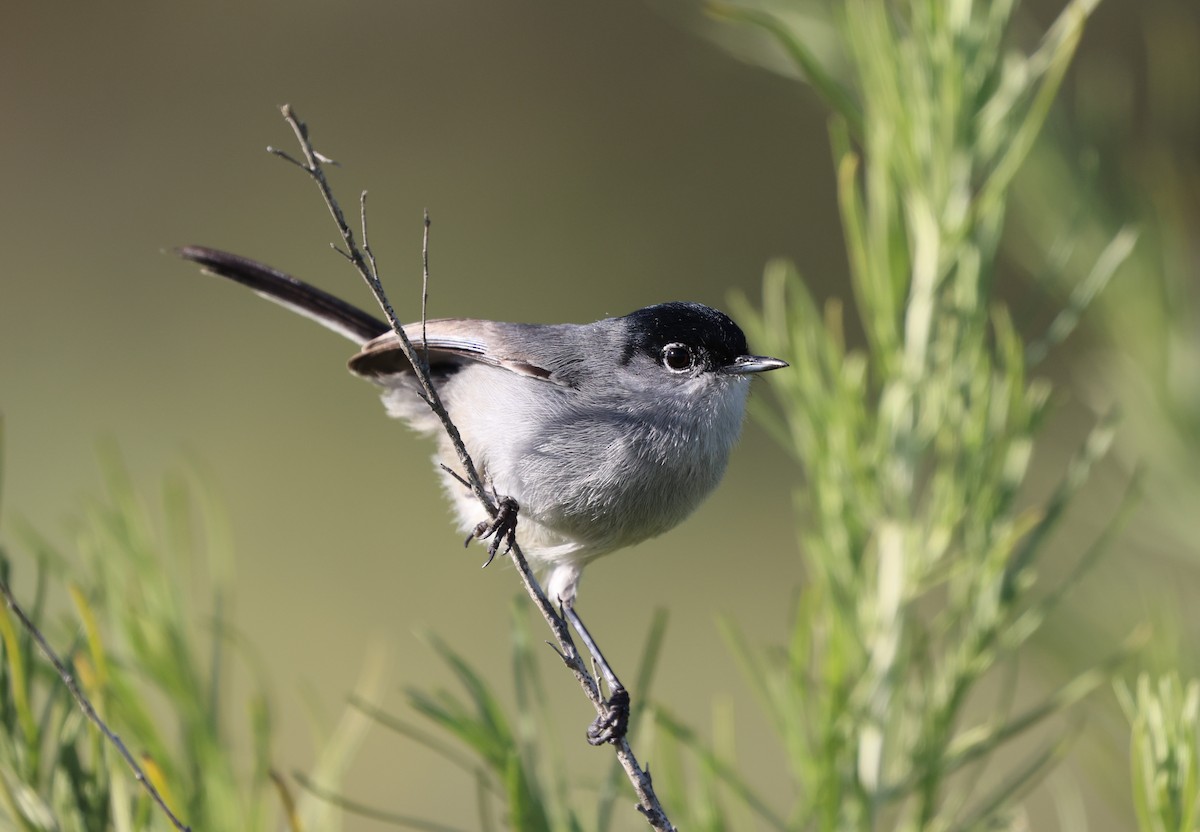 California Gnatcatcher - ML644567043