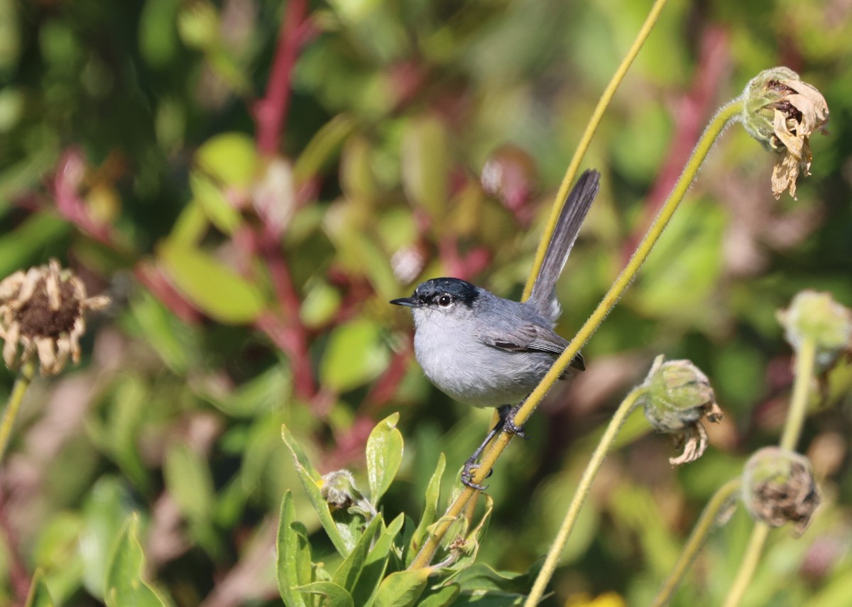 California Gnatcatcher - ML644567046