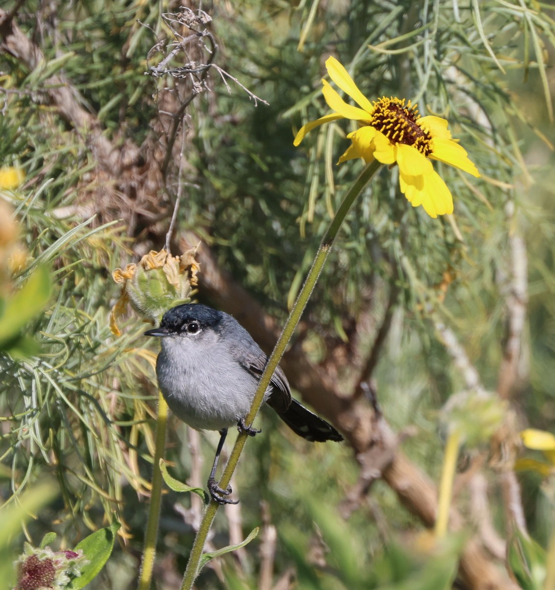 California Gnatcatcher - ML644567047