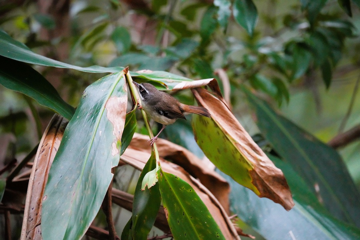 Sedosito Cejiblanco - ML644567054