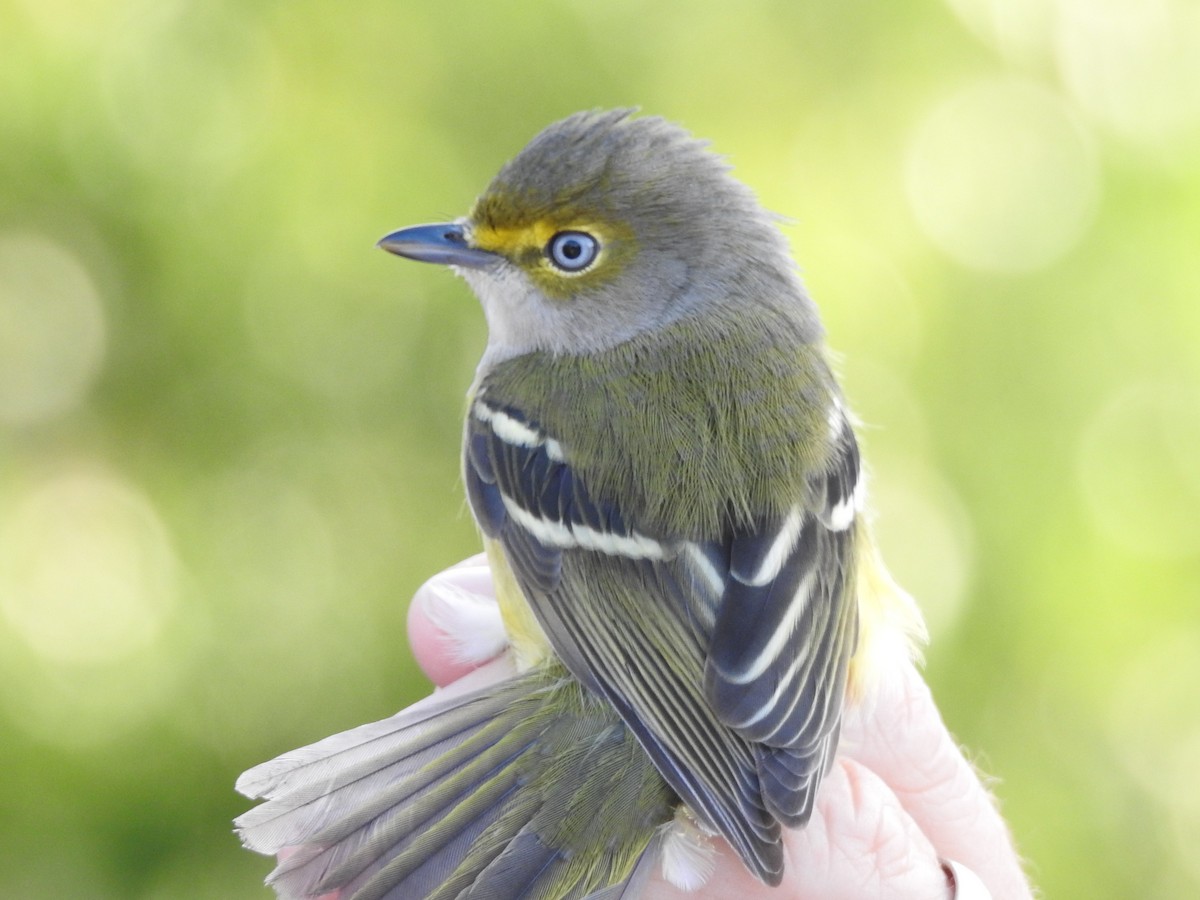 Vireo Ojiblanco - ML644567062