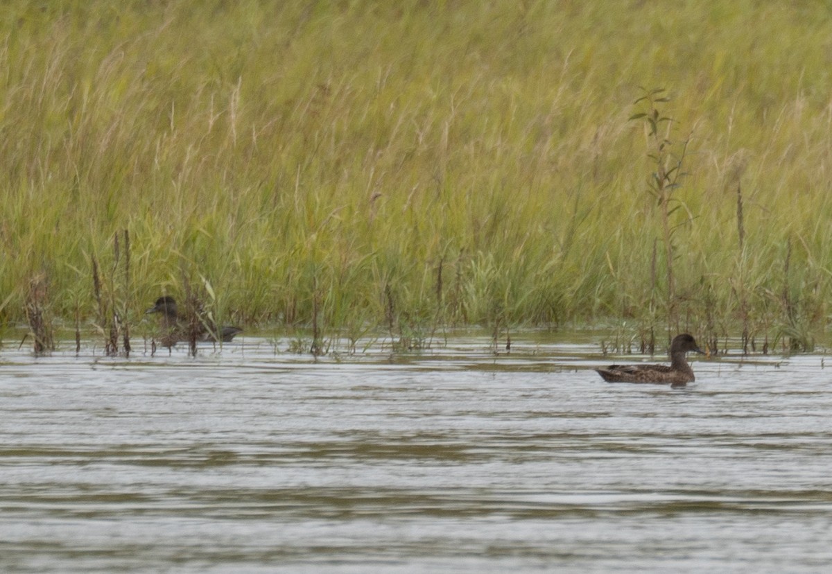 Cerceta de Alfanjes - ML644567063