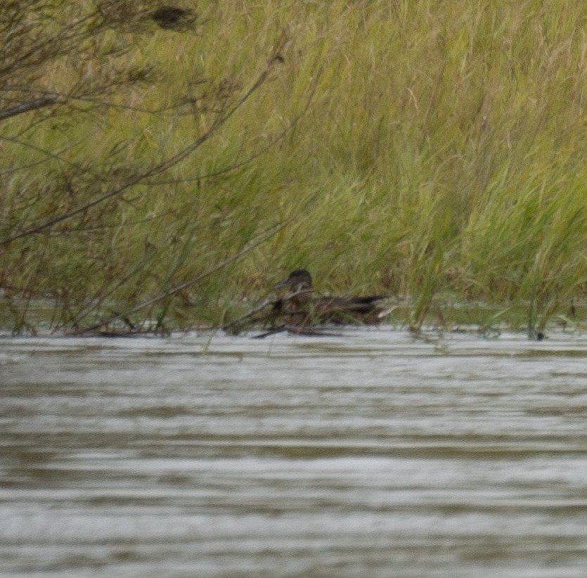 Cerceta de Alfanjes - ML644567064