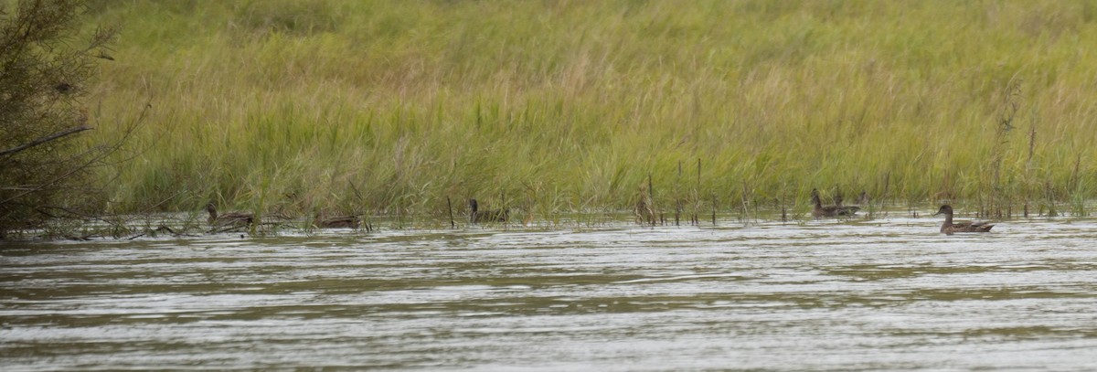 Cerceta de Alfanjes - ML644567065