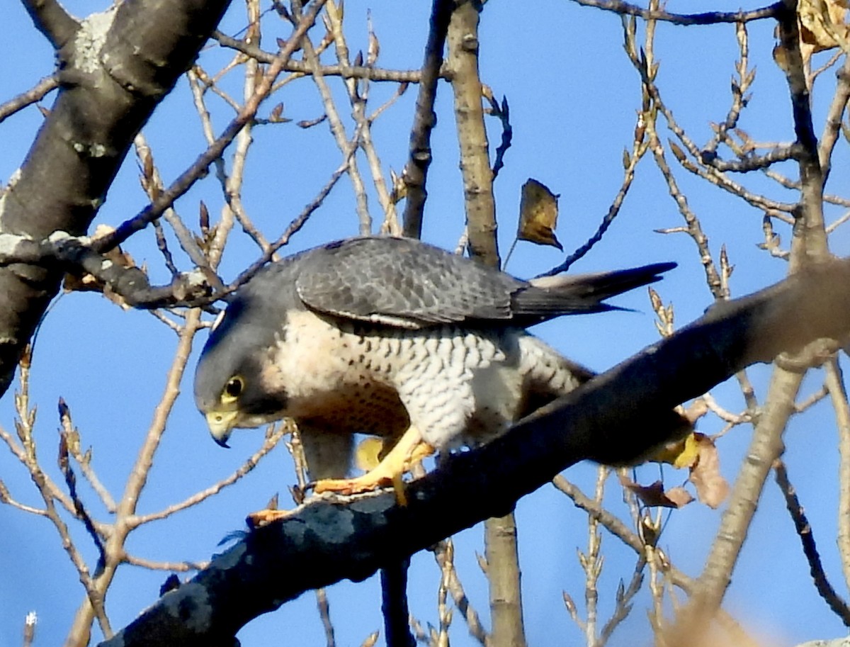 Halcón Peregrino - ML644567068
