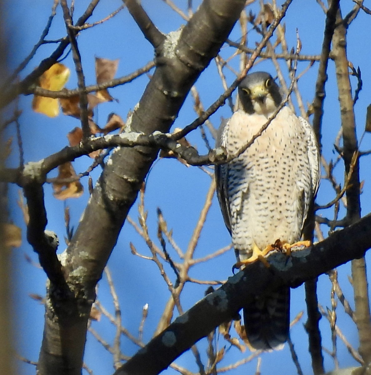 Halcón Peregrino - ML644567069