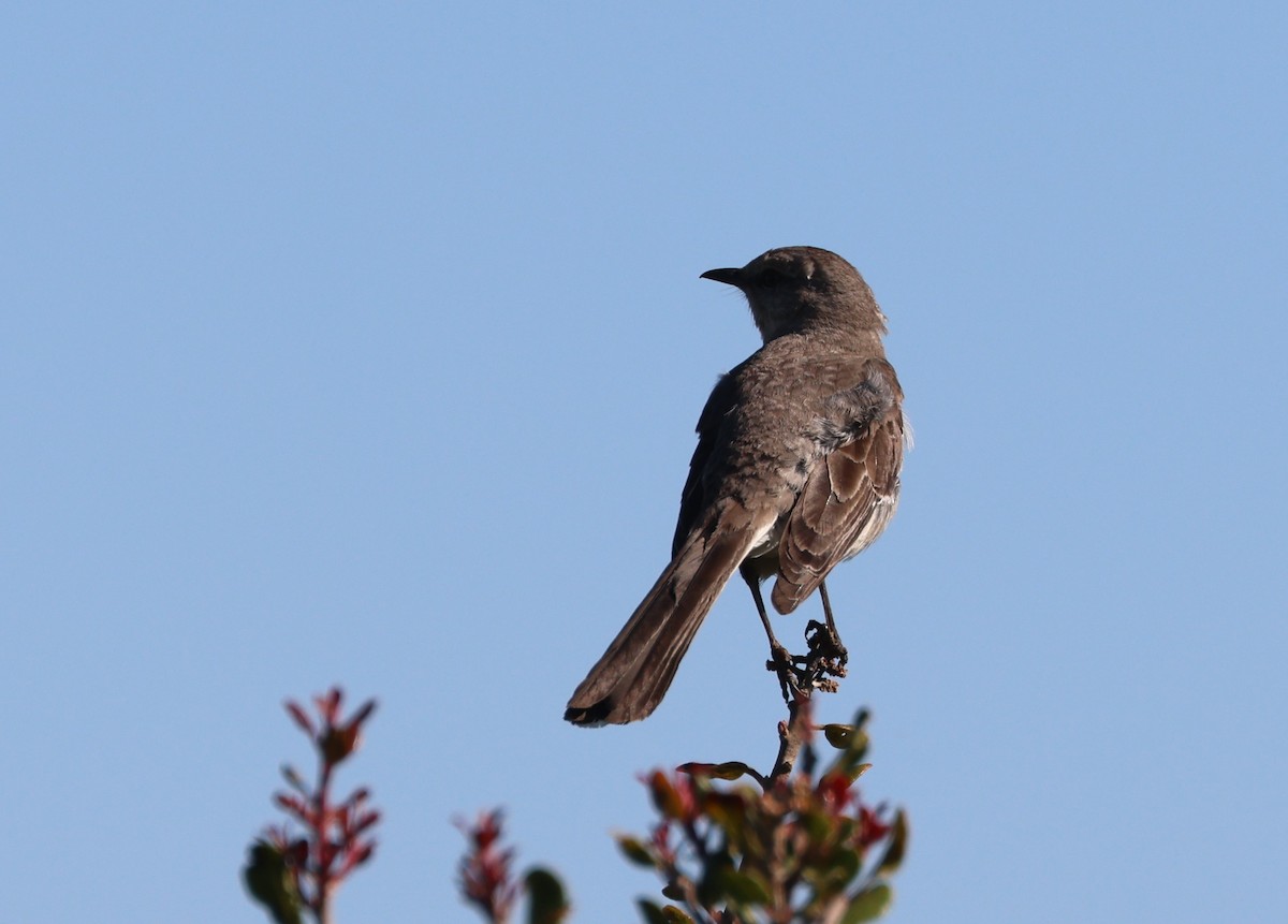 Sinsonte Norteño - ML644567070