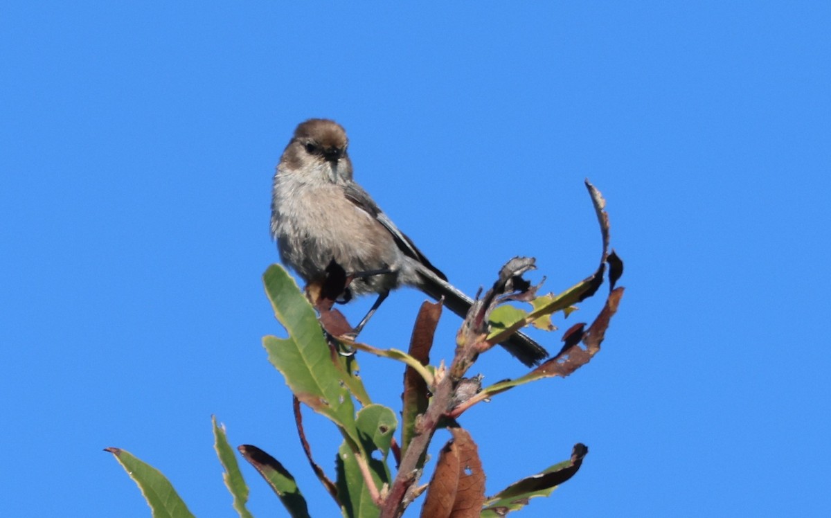 Mito Sastrecillo - ML644567071