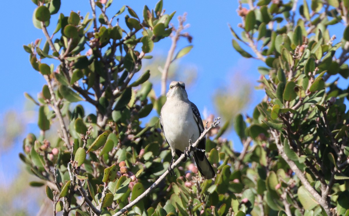 Sinsonte Norteño - ML644567072