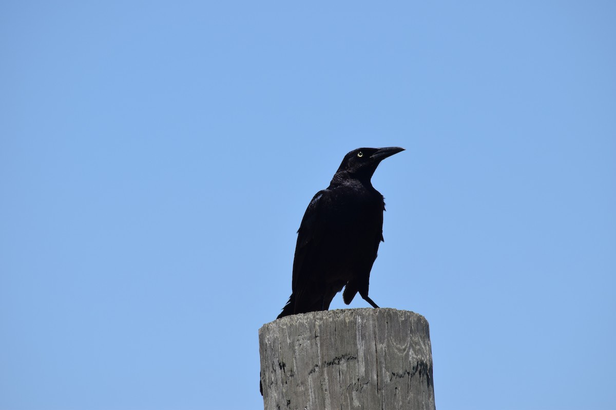 Zanate Mexicano - ML644567073