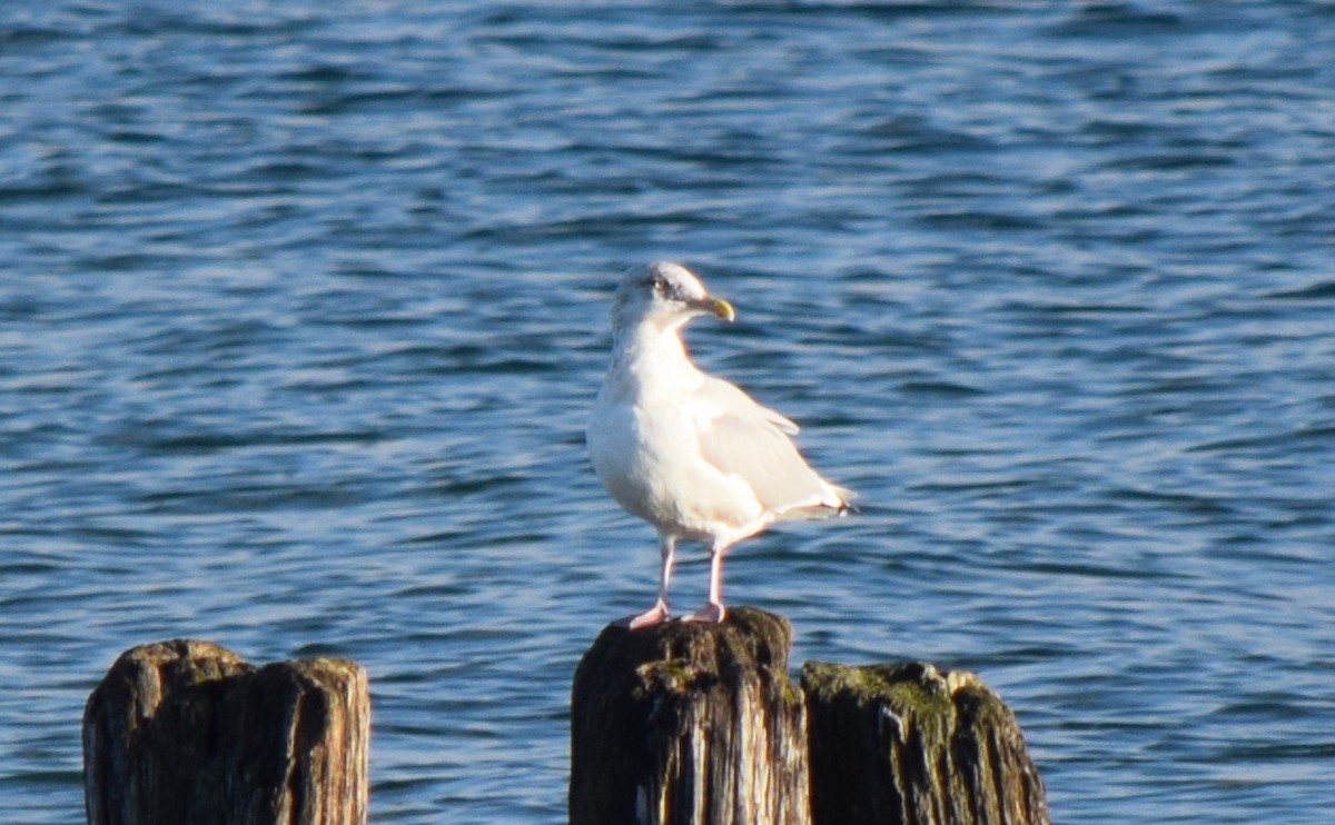 Gaviota Argéntea Americana - ML644567075