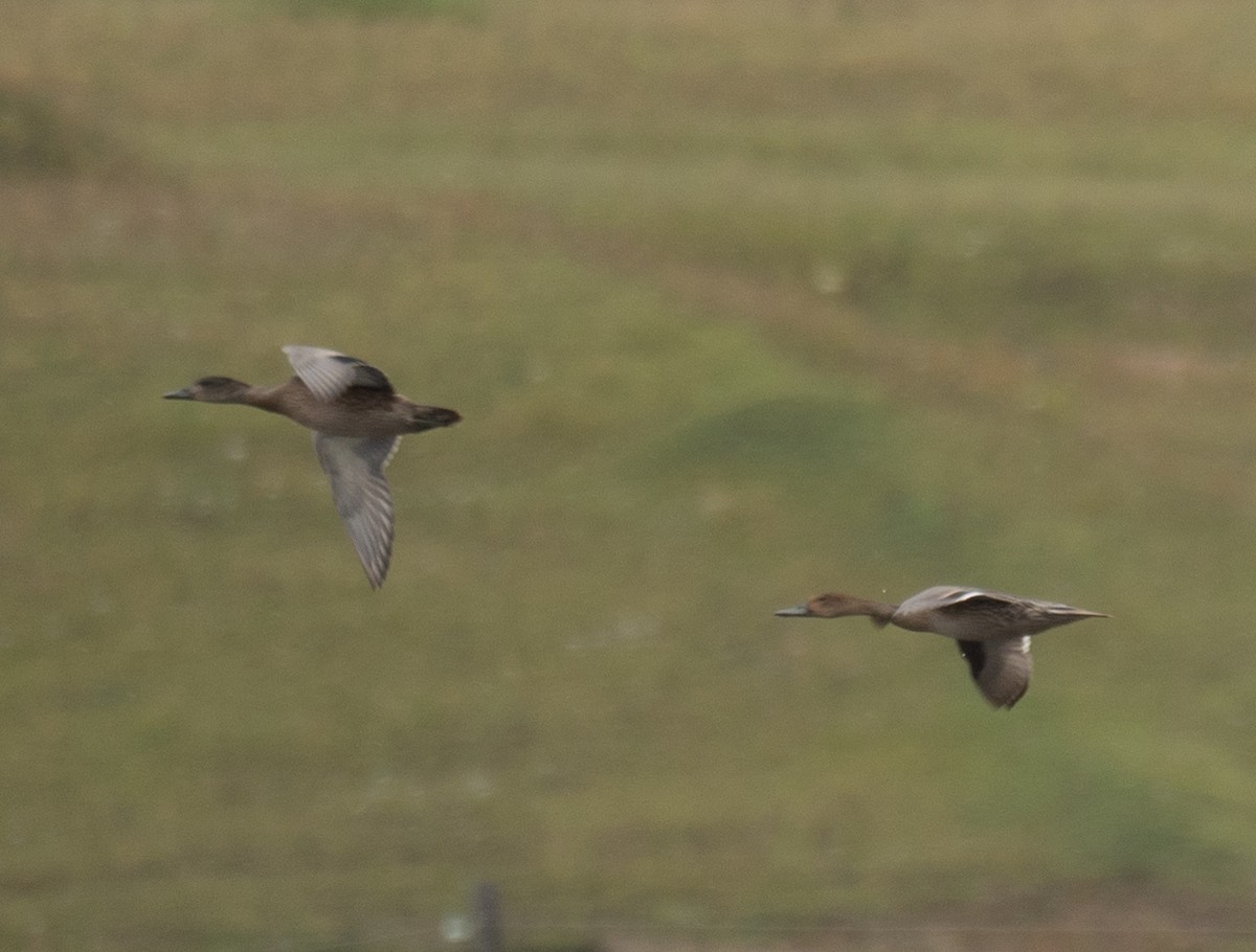 Cerceta de Alfanjes - ML644567076