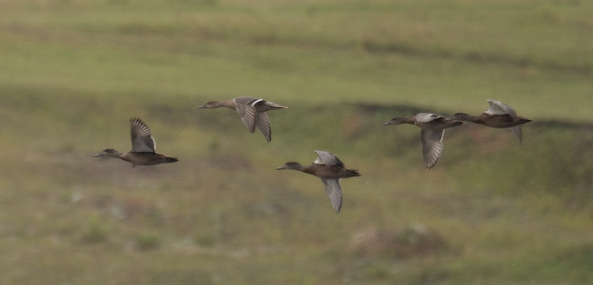 Cerceta de Alfanjes - ML644567077