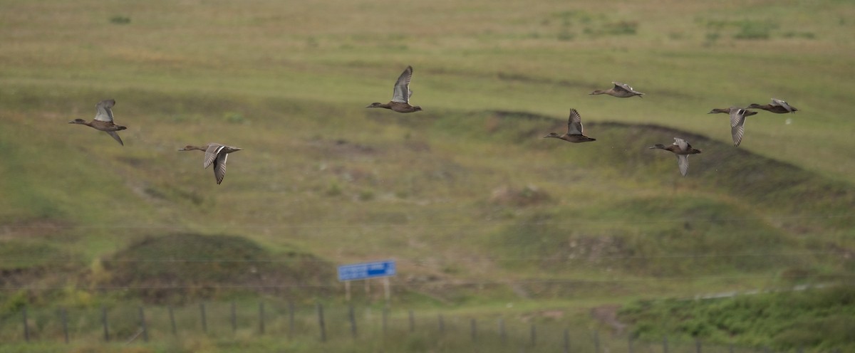 Cerceta de Alfanjes - ML644567078