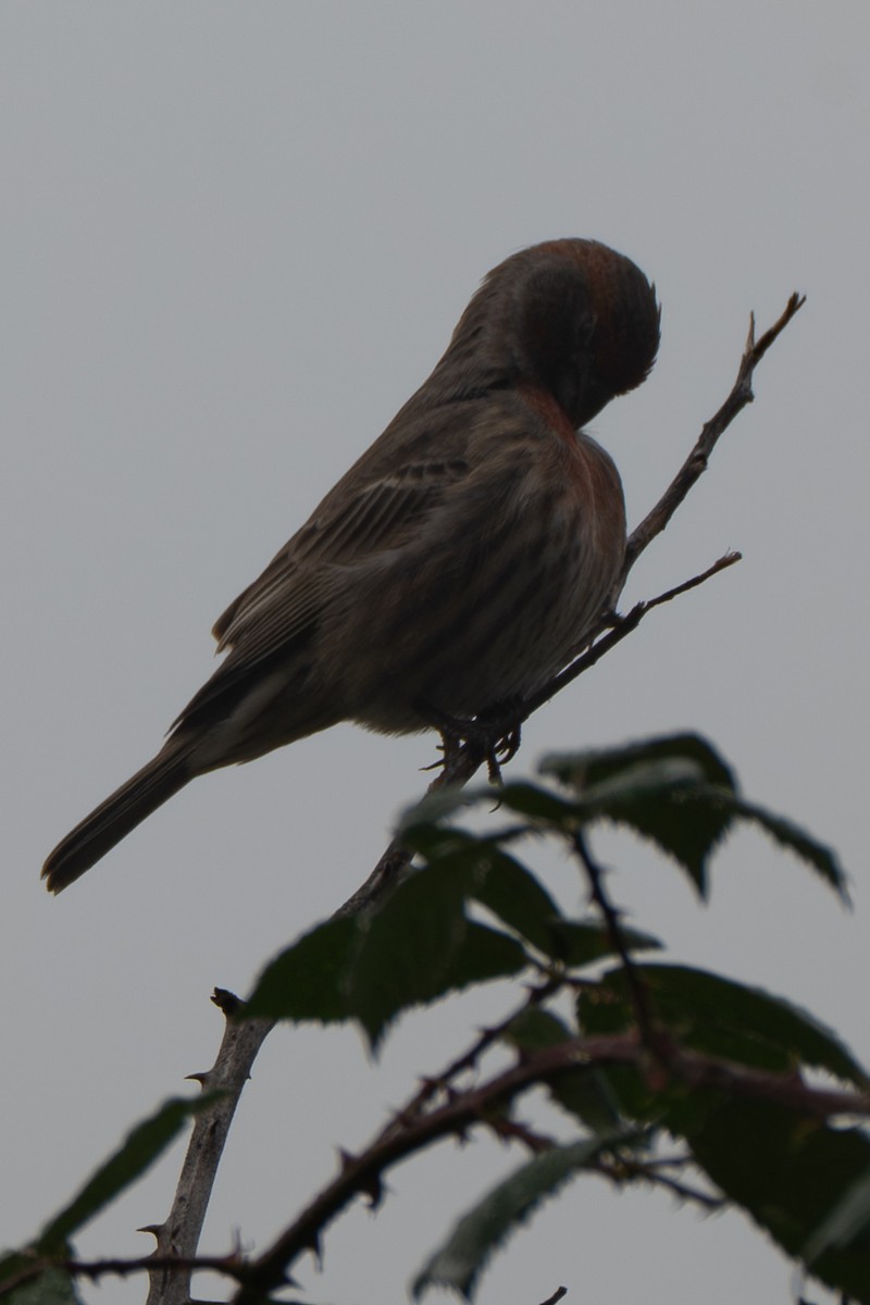 メキシコマシコ - ML644567079