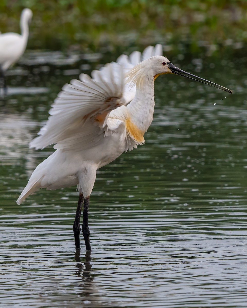 Espátula Común - ML644567080
