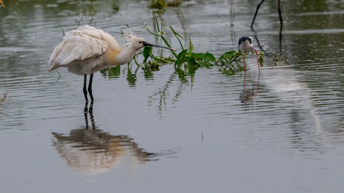 Espátula Común - ML644567081