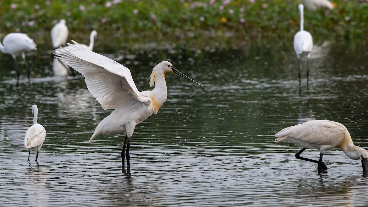 Espátula Común - ML644567082