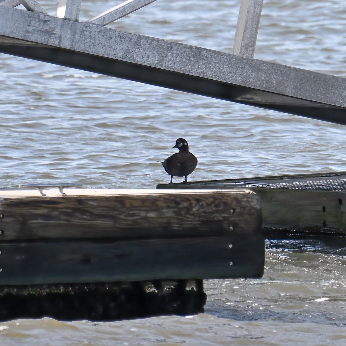 Pato Arlequín - ML644567083