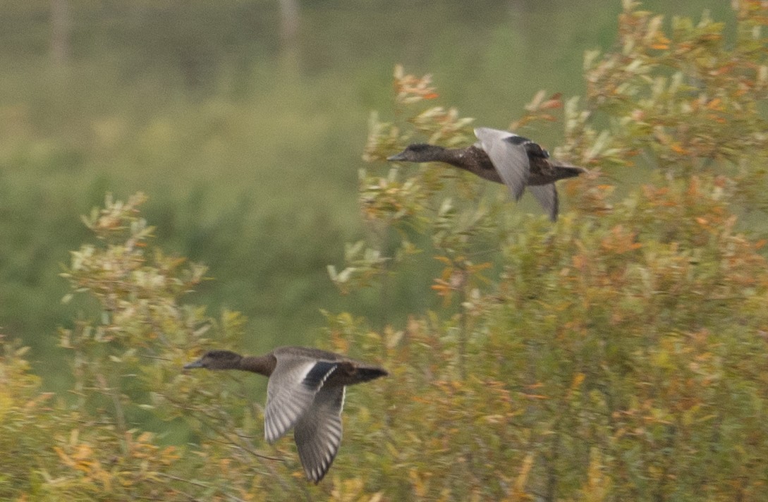 Cerceta de Alfanjes - ML644567087